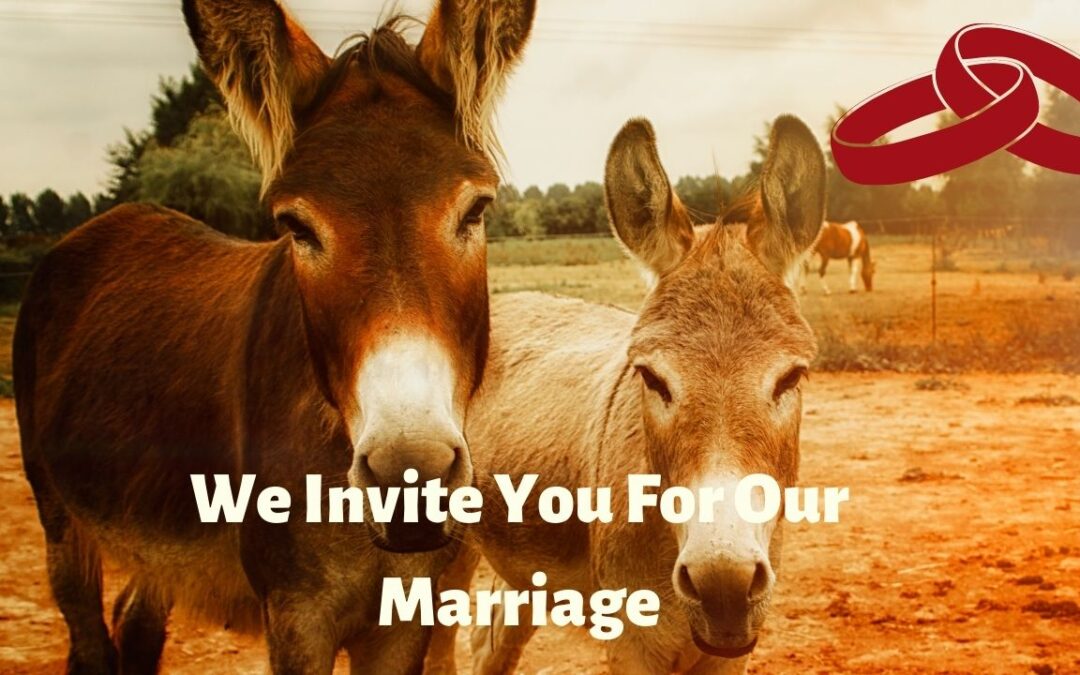 Donkeys Wedding for Rain