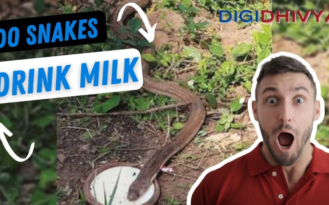 Do Snakes drink Milk
